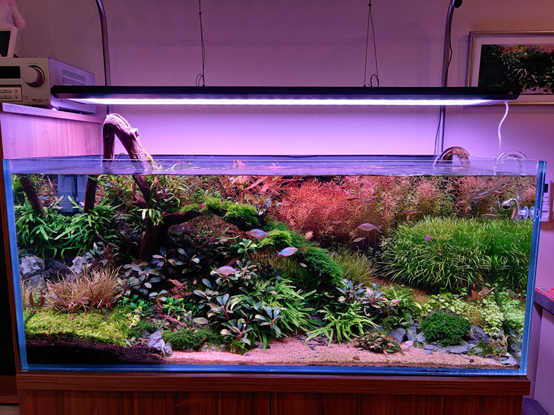 Đèn thủy sinh WEEK P Series Pro