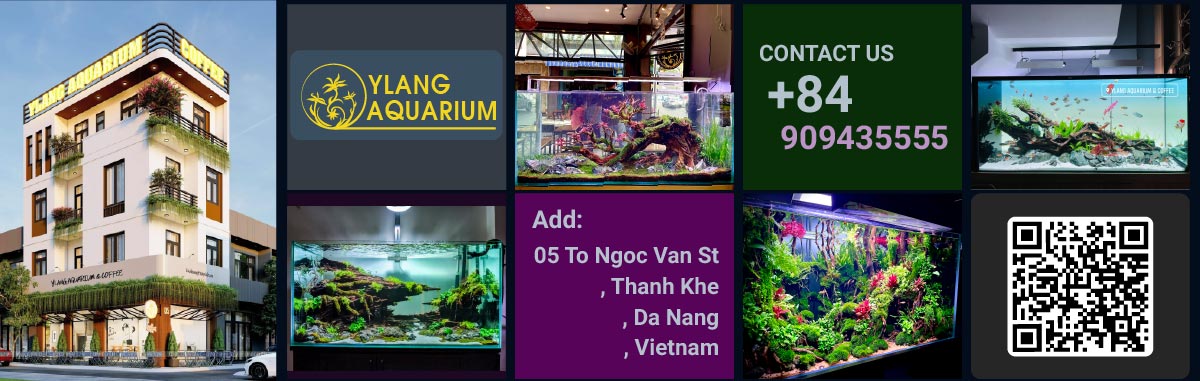 Địa chỉ cửa hàng thủy sinh Đà Nẵng