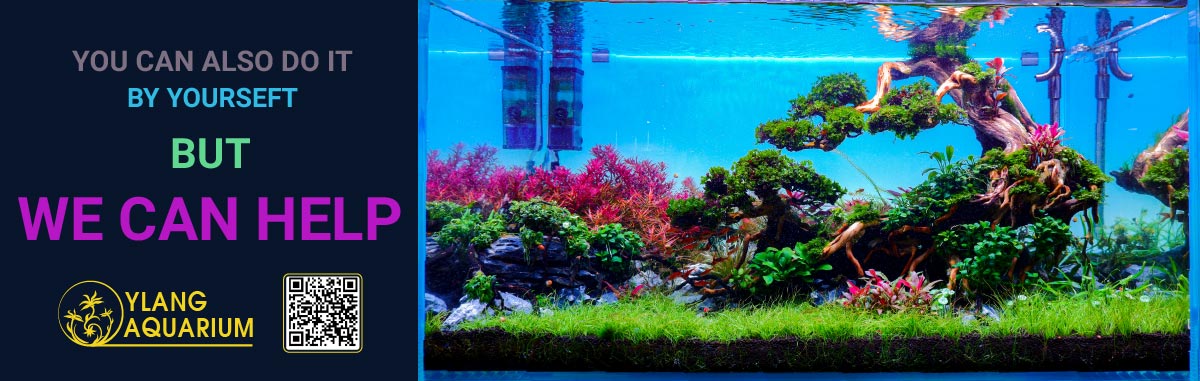 Thiết kế thi công hồ thủy sinh đà nẵng