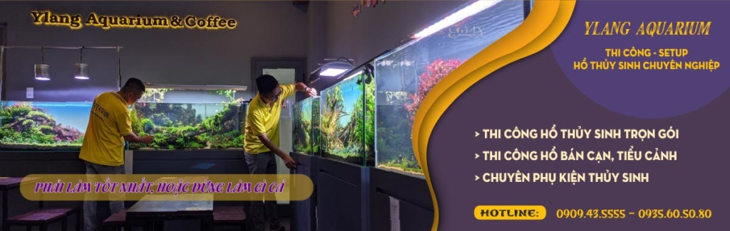 Thi công hồ thủy sinh tại Đà Nẵng