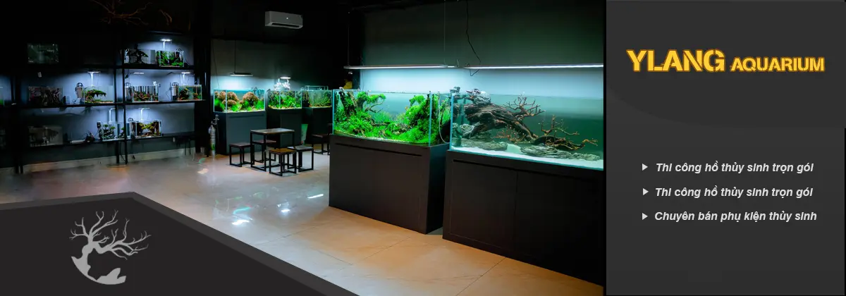 Cửa hàng thủy sinh Ylang Aquarium
