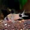 Chuột Panda