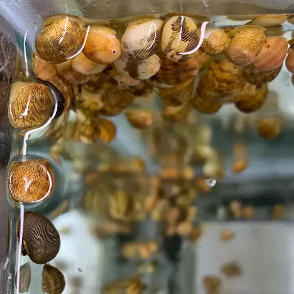 Combo Ốc Nerita - Ylang Aquarium & Coffee - Thủy sinh Đà Nẵng