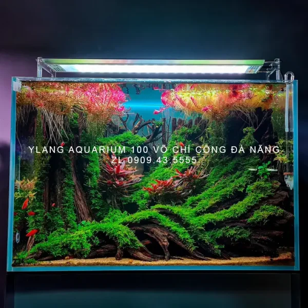 Layout rừng đại thụ - Ylang Aquarium & Coffee - Thủy sinh Đà Nẵng