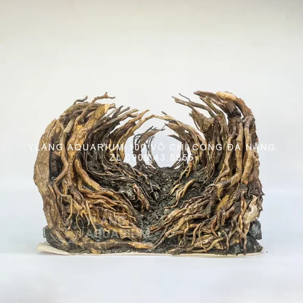 Layout rừng vòm L0011 - Ylang Aquarium & Coffee - Thủy sinh Đà Nẵng