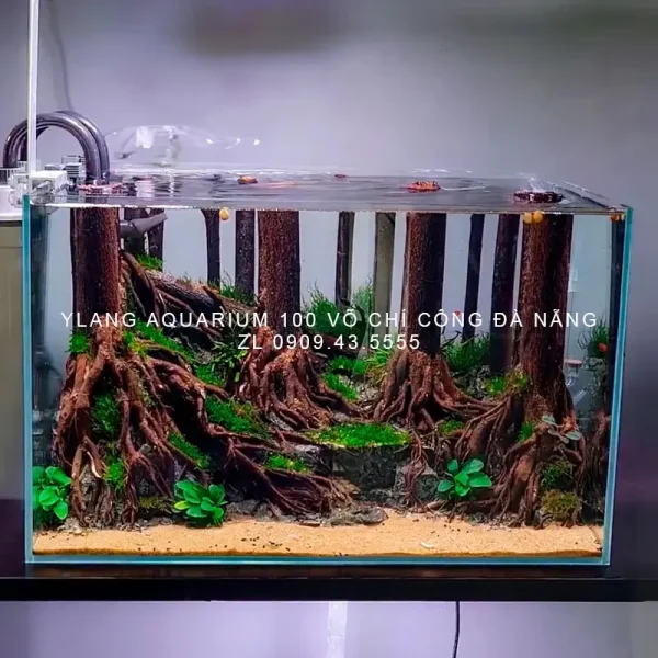 Layout thủy sinh phong cách rừng - Ylang Aquarium & Coffee - Thủy sinh ...