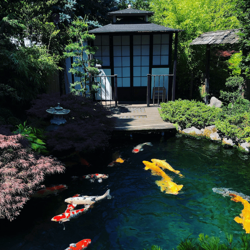 Hồ cá koi phong cách nhật