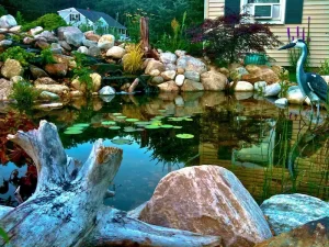 Quan cảnh hồ cá KOI đẹp