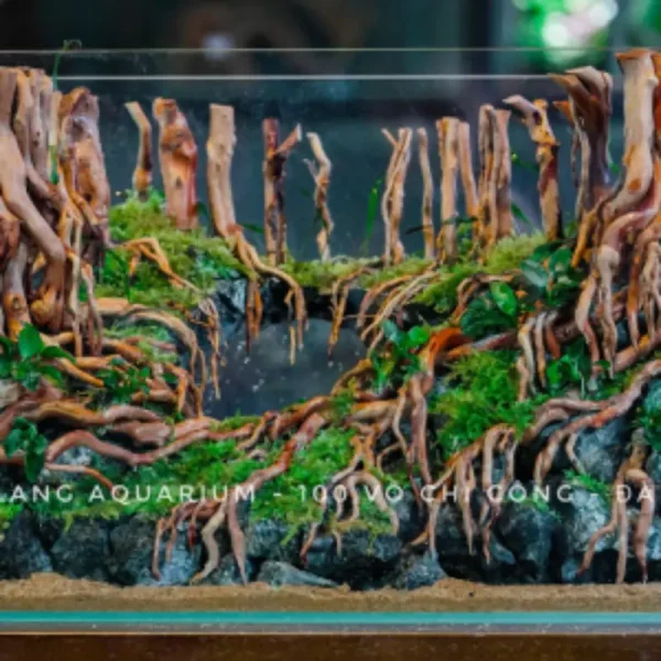 Layout Rừng L0001 - Ylang Aquarium & Coffee - Thủy sinh Đà Nẵng