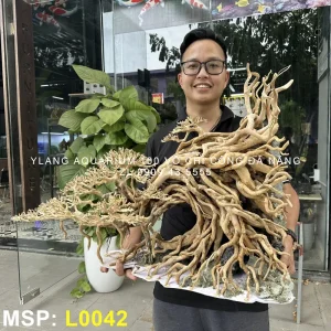 layout-bonsai-co-thu