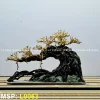 layout-bonsai-dang-do-l0063