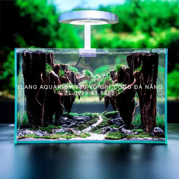 Layout rừng đảo bay - Ylang Aquarium & Coffee - Thủy sinh Đà Nẵng