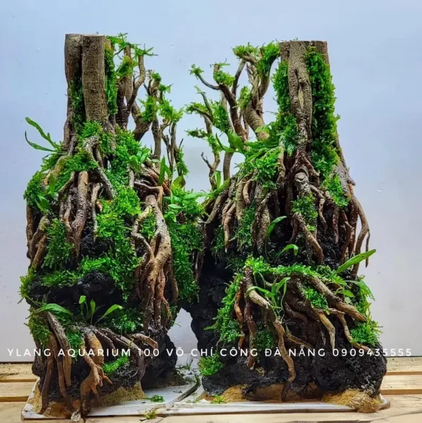 Layout Rừng nhiệt đới - Ylang Aquarium & Coffee - Thủy sinh Đà Nẵng