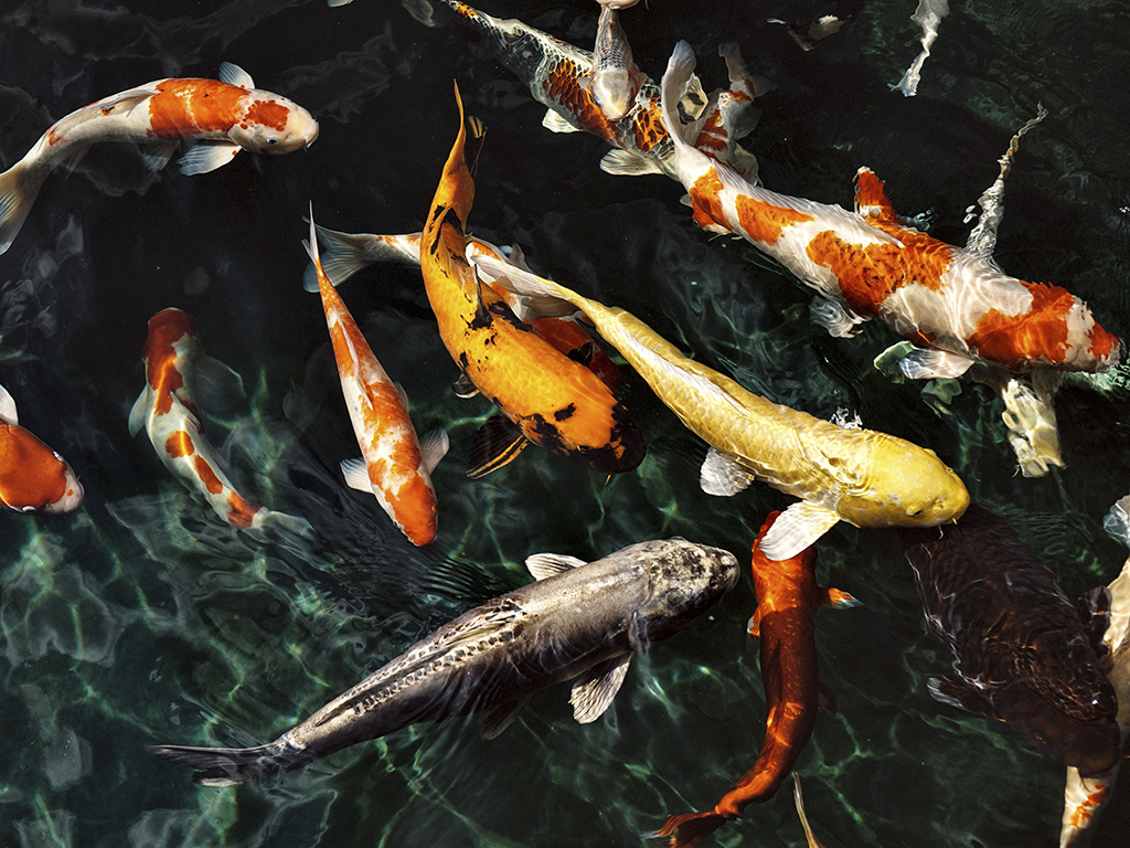 Phòng và chữa bệnh cho cá KOI đơn giản - Ylang Aquarium