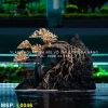 layout-bonsai-bam-da-dang-do