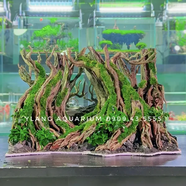 Layout rừng đại thụ L0062 - Ylang Aquarium & Coffee - Thủy sinh Đà Nẵng