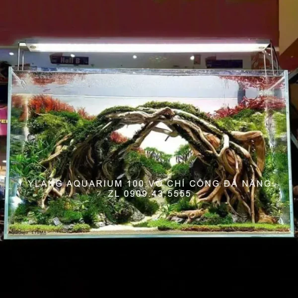 Layout Rừng vòm L0067 - Ylang Aquarium & Coffee - Thủy sinh Đà Nẵng